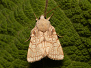 Heart Moth - Dicycla oo