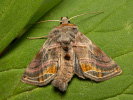 Mora páskatá - Euchalcia variabilis