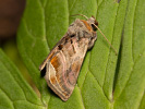 Eisenhut-Metalleule - Euchalcia variabilis