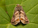 Eisenhut-Metalleule - Euchalcia variabilis