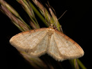  - Idaea humiliata