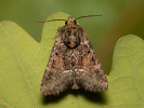 Marbled Minor - Oligia strigilis