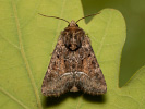 Marbled Minor - Oligia strigilis