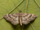 Kugelblumen-Blütenspanner - Gymnoscelis rufifasciata