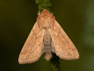 Delicate - Mythimna vitellina