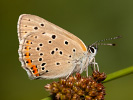 Lilagold-Feuerfalter - Lycaena hippothoe