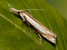 Inlaid Grass-veneer - Crambus pascuellus