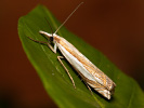 Inlaid Grass-veneer - Crambus pascuellus