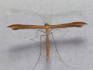 Brown Plume - Stenoptilia pterodactyla