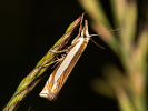 Inlaid Grass-veneer - Crambus pascuellus