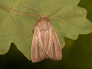 Striped Wainscot - Mythimna pudorina