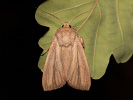 Striped Wainscot - Mythimna pudorina