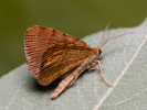 Rannoch Looper - Macaria brunneata