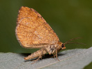 Rannoch Looper - Macaria brunneata