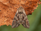 Pale-shouldered Brocade - Lacanobia thalassina