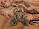 Pale-shouldered Brocade - Lacanobia thalassina