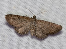 kvetnatka horcová - Eupithecia satyrata