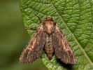 Clouded-bordered Brindle - Apamea crenata