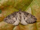 Erlenhain-Blattspanner - Hydriomena impluviata