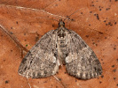 Erlenhain-Blattspanner - Hydriomena impluviata