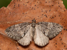 Erlenhain-Blattspanner - Hydriomena impluviata