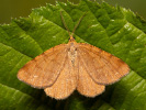 Heidelbeerspanner - Macaria brunneata