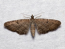 Satyr-Blütenspanner - Eupithecia satyrata