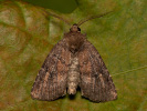 Brown Rustic - Charanyca ferruginea