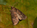 Brown Rustic - Charanyca ferruginea