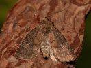 Brown Rustic - Charanyca ferruginea