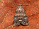 Broom Moth - Ceramica pisi