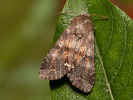 Broom Moth - Ceramica pisi