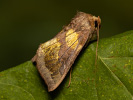  - Diachrysia chrysitis