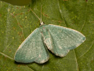 Etruscaria-Grünspanner - Chlorissa etruscaria