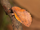 Bourovec ovocný - Gastropacha quercifolia