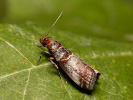  - Acrobasis advenella