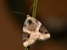 Dreieck-Grasmotteneulchen - Pseudeustrotia candidula