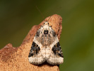 Shining Marbled - Pseudeustrotia candidula