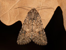  - Anarta trifolii