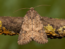  - Anarta trifolii