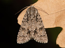 Mramorovka rakytová - Acronicta auricoma