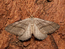 Labkraut-Blattspanner - Phibalapteryx virgata