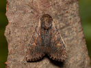 Clouded-bordered Brindle - Apamea crenata