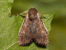 Clouded-bordered Brindle - Apamea crenata