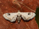 Mondfleckiger Blütenspanner - Eupithecia centaureata