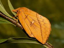 Priadkovec trávový - Euthrix potatoria