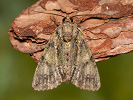 Guernsey Underwing - Polyphaenis sericata