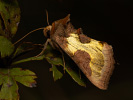 Mora zlatistá - Diachrysia chrysitis