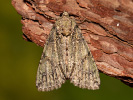 Guernsey Underwing - Polyphaenis sericata