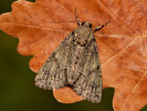 Guernsey Underwing - Polyphaenis sericata